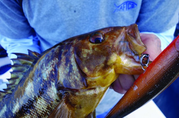 Calico Bass Fishing Lures, How to Catch Calico Bass