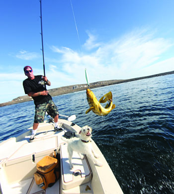 LE BLOGUE DU PÊCHEUR - Mastering Walleye Fishing: Essential Gear and  Techniques from Boutique l'Archerot - Boutique L'Archerot