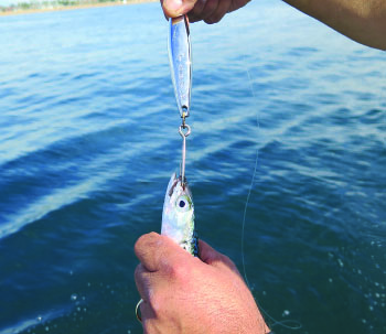 White seabass run slows down