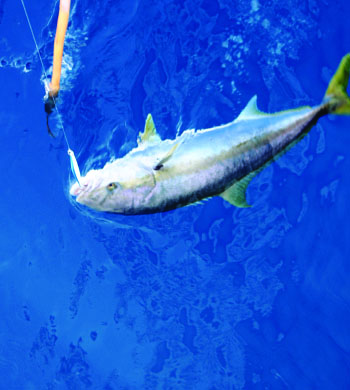 Chasing Ghosts on Fin Bait with Mackerel in the Tank, Treat Seabass to Ham  & Eggs – Pacific Coast Sportfishing Magazine