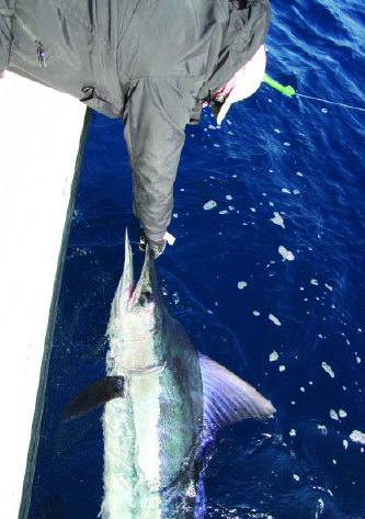 Ballyhoo Pay the “Bills” – Pacific Coast Sportfishing Magazine