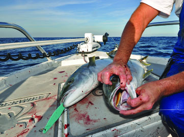 Awesome Bluefin and Yellowtail Fishing!! San Diego Non stop Action! WET  THAT LINE 